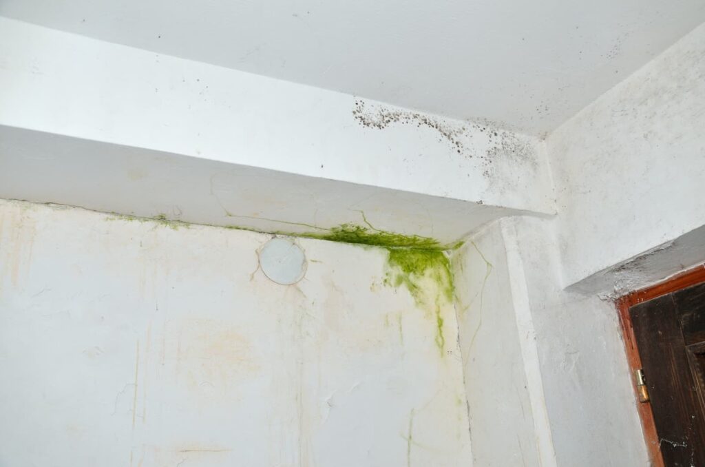 Damp Proofing Specialists in St Albans